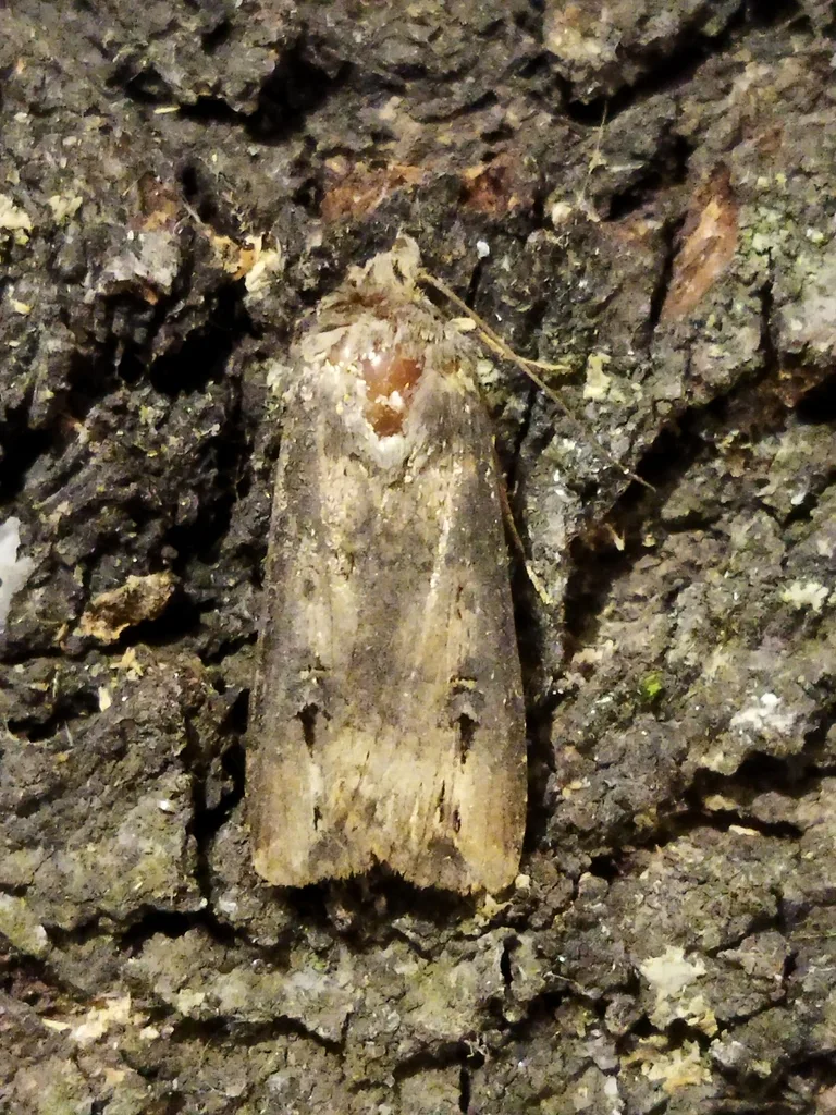 Photograph of cutworms