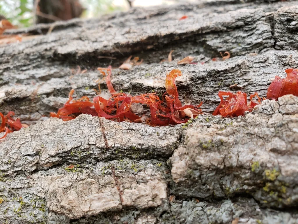 Photograph of cytospora canker