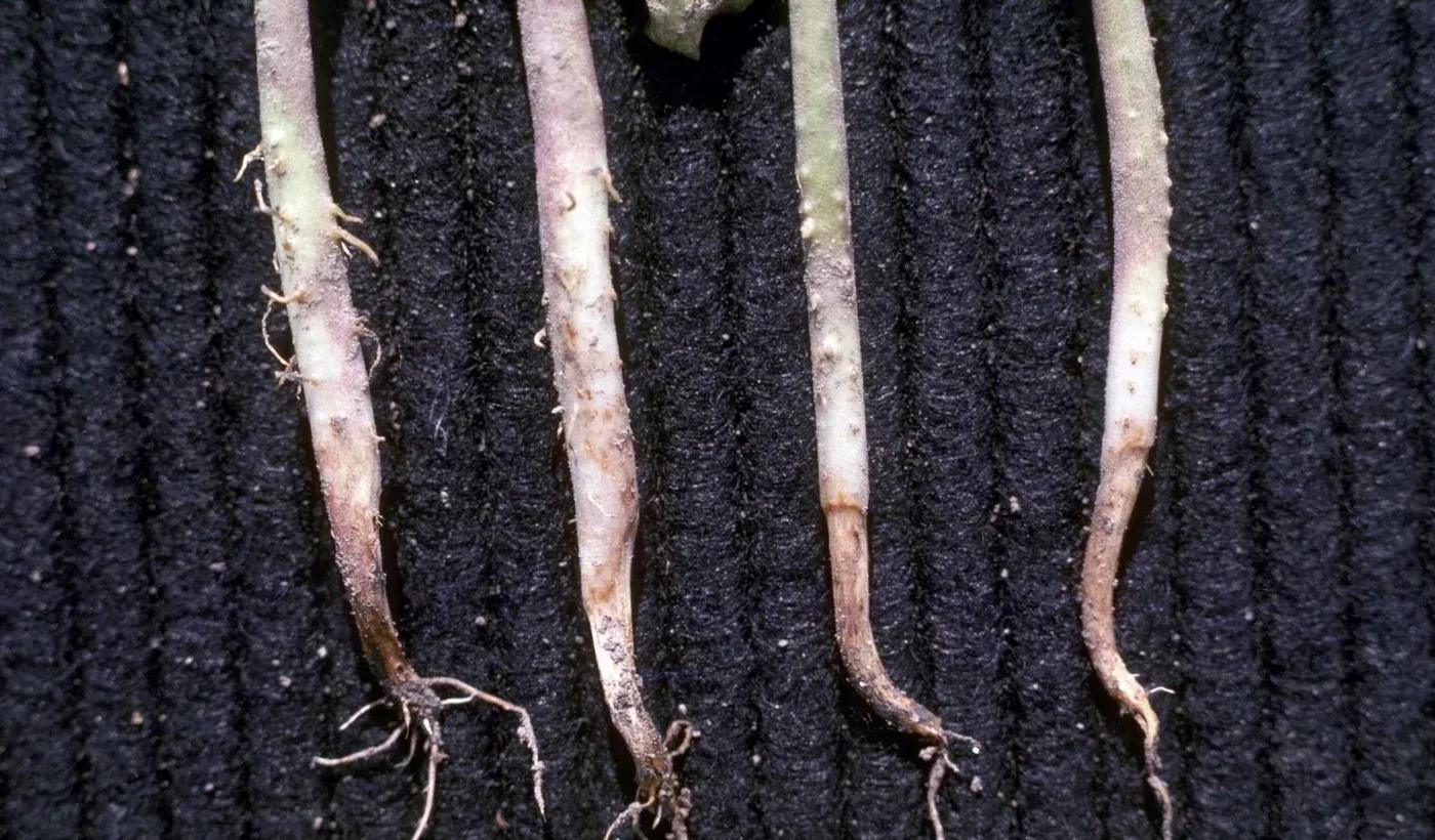 Dry bean seedlings laid out showing brown, water-soaked lesions girdling the hypocotyl at the soil line (Pythium damping-off).