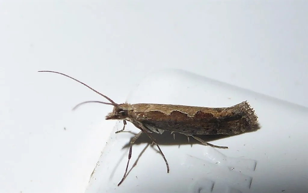 Photograph of diamondback moth