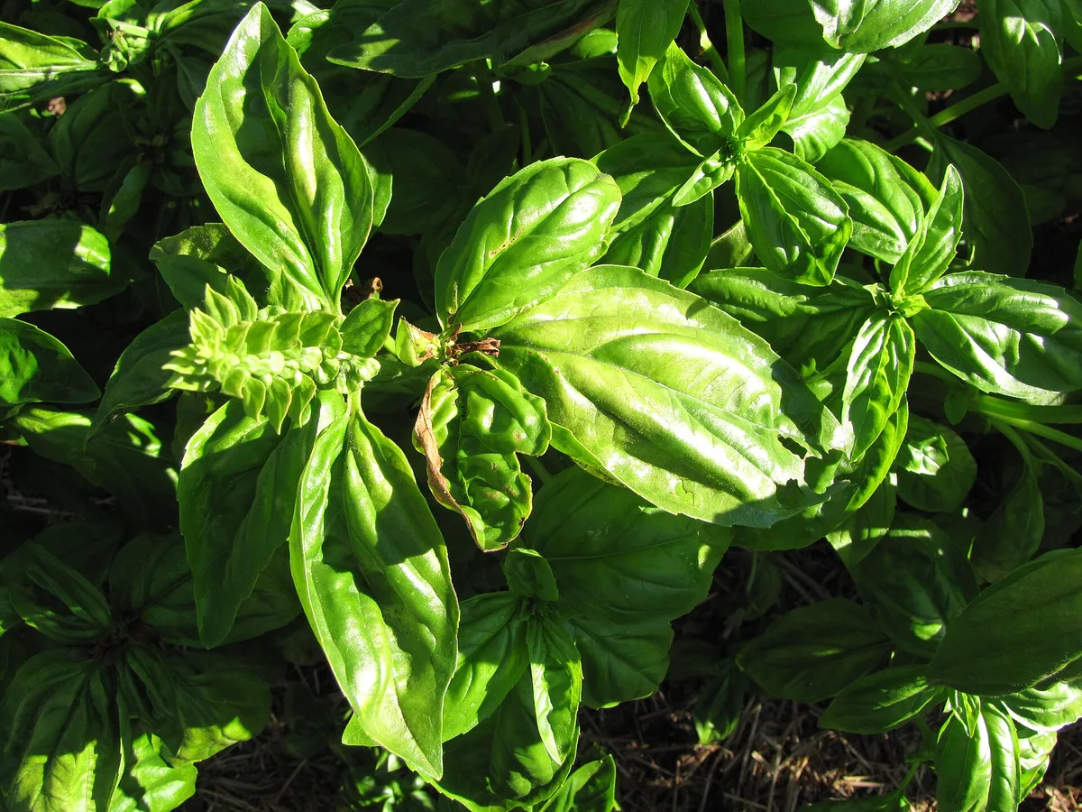 Basil leaves yellowing from downy mildew