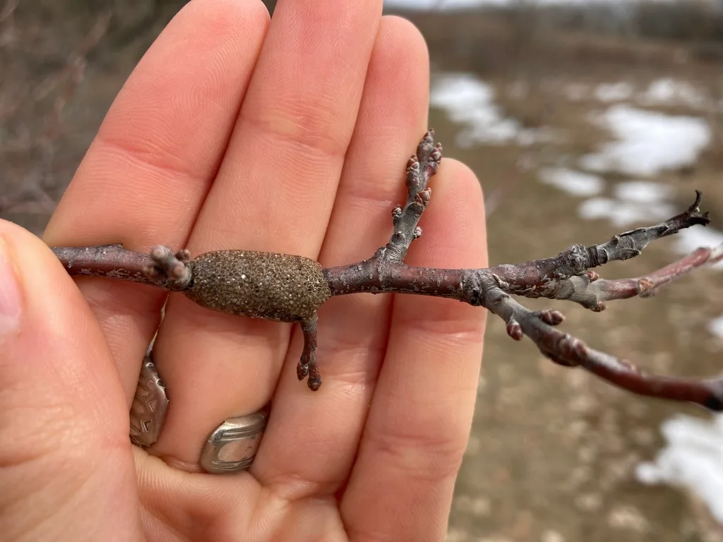 Photograph of eastern tent caterpillar