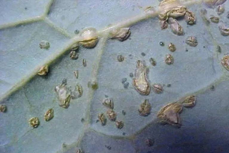Extreme close-up of a cabbage leaf underside covered in the corky, wart-like blisters of edema.
