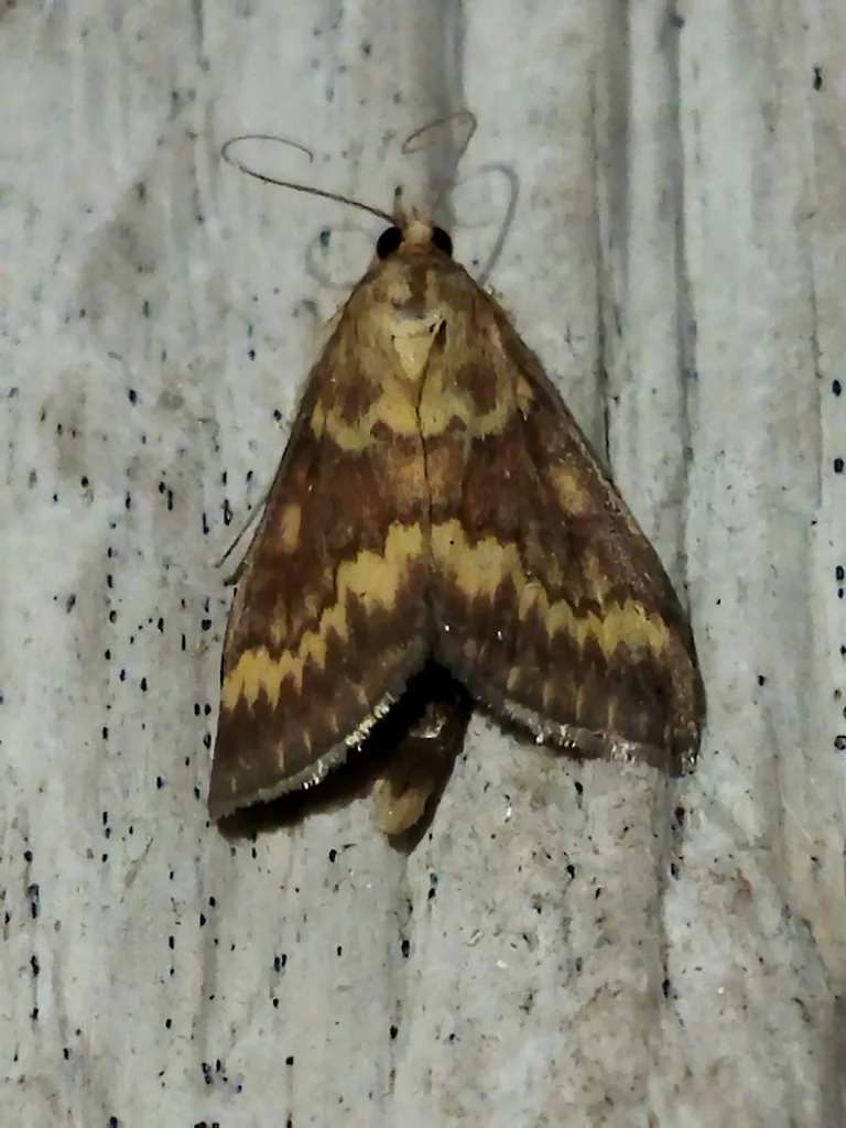 Photograph of european corn borer