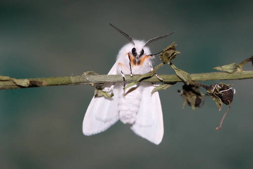 Photograph of fall webworm