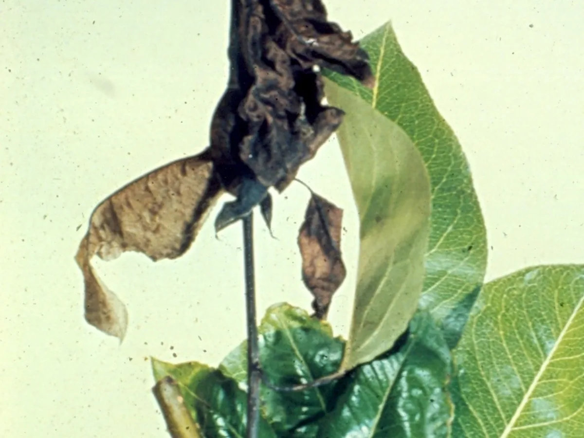 Pear shoot blackened by fire blight, tip curled in a shepherd's crook