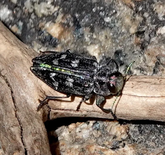 Photograph of flatheaded appletree borer