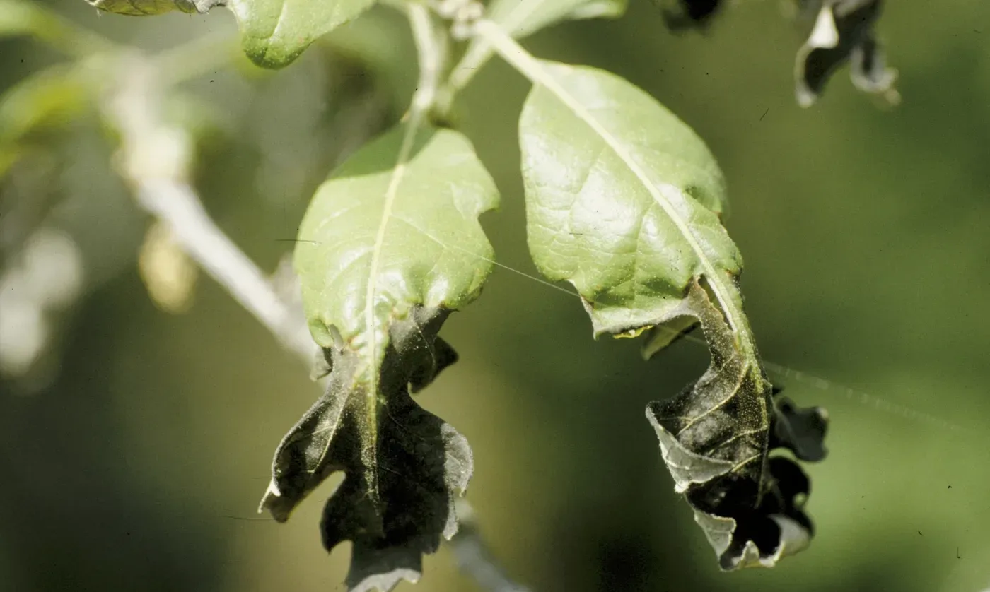 Oak shoots whose newly expanded leaves are blackened, shrivelled and distorted by a late spring frost.