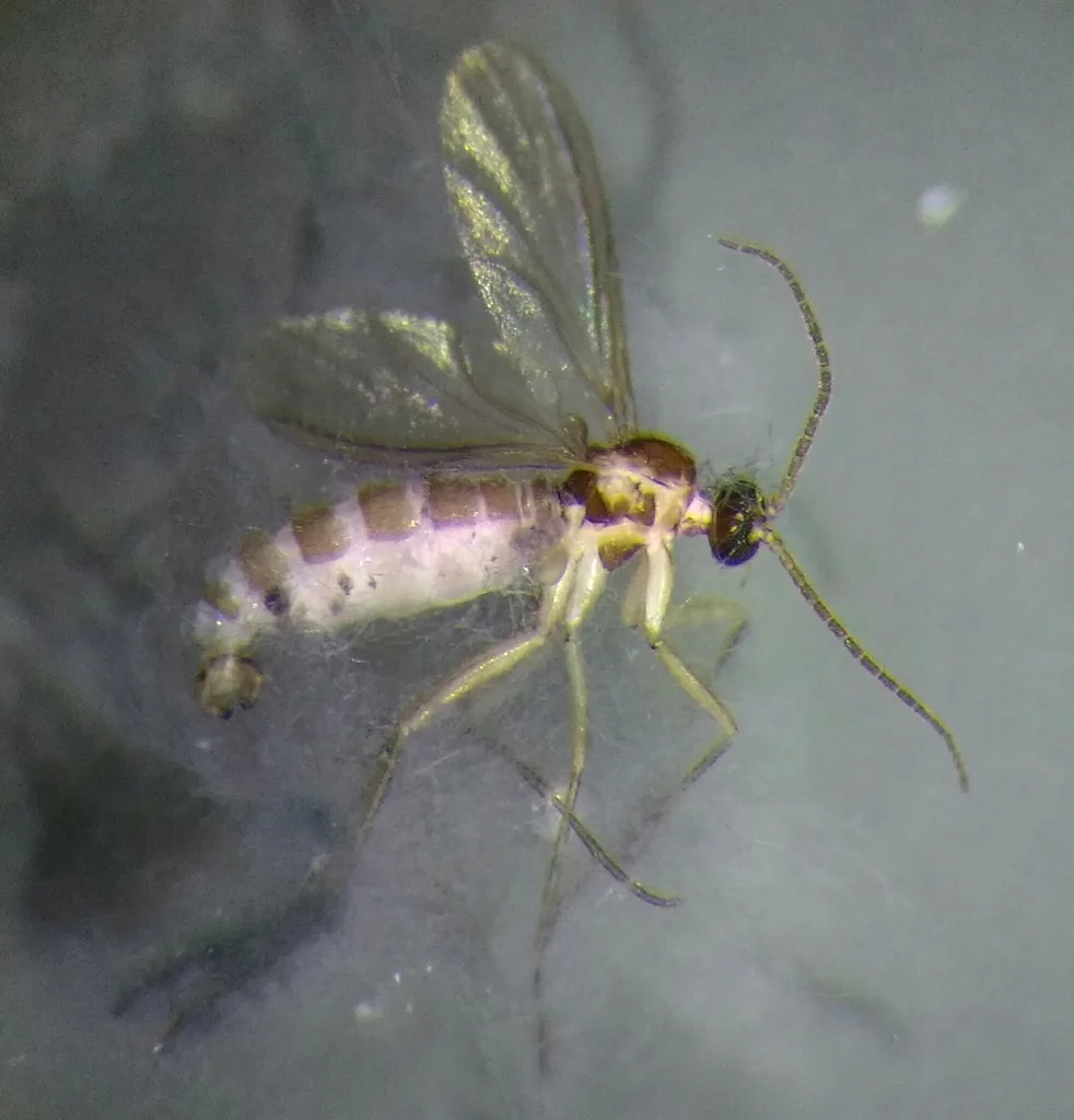 Photograph of fungus gnats
