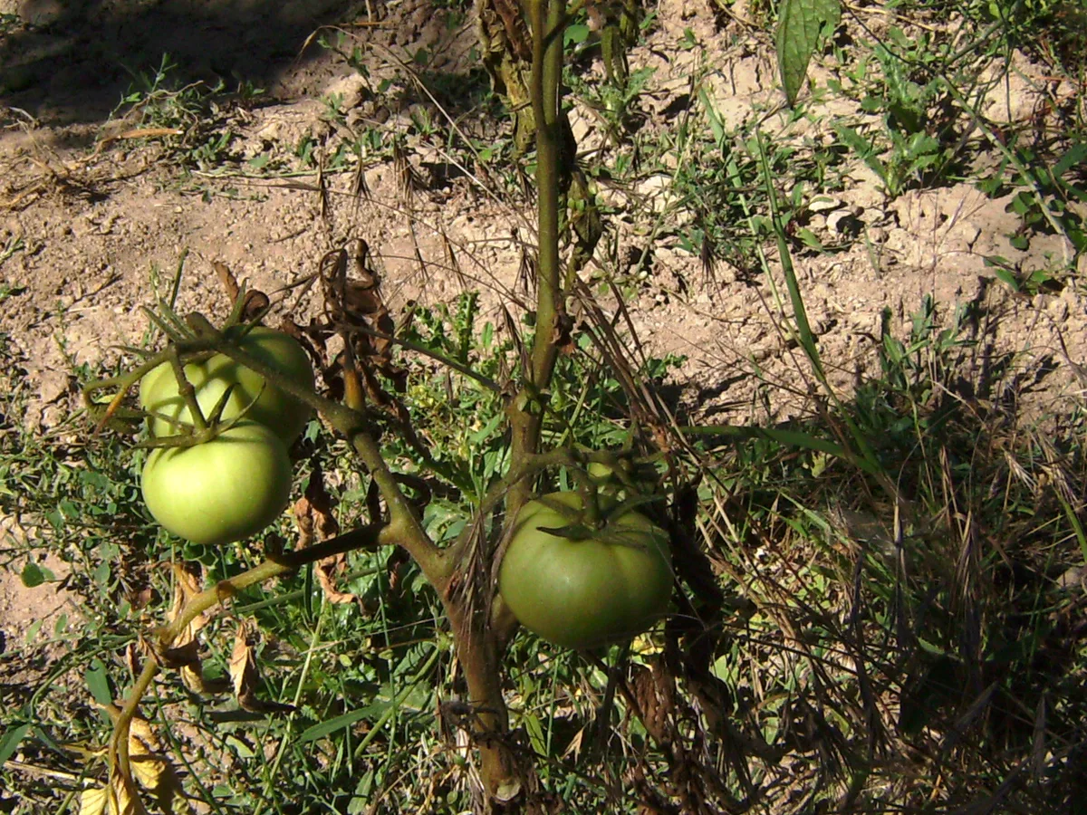 Tomato plant collapsed from fusarium wilt in the field