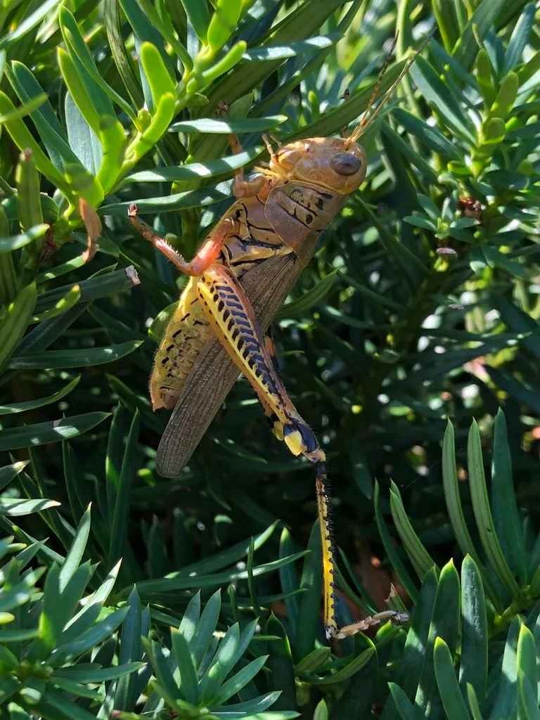 Photograph of grasshoppers