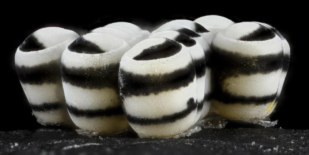 Photograph of harlequin bug