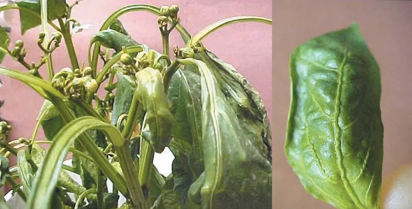 Pepper plant with narrow, strapped, cupped new leaves and the characteristic wavy 'squiggly' midrib of 2,4-D type herbicide injury.