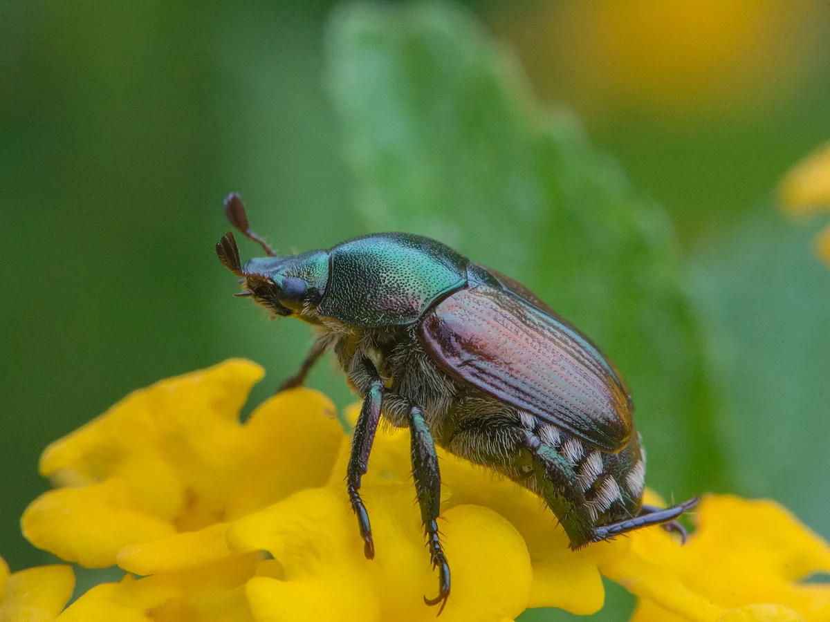 Japanese beetle, metallic green and copper, on a flower