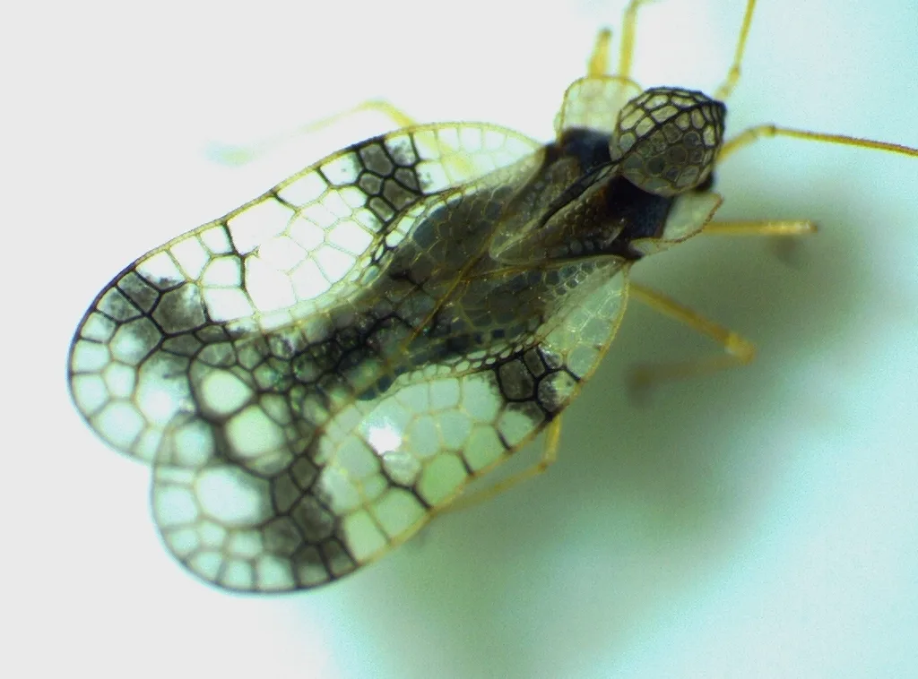 Photograph of lace bugs