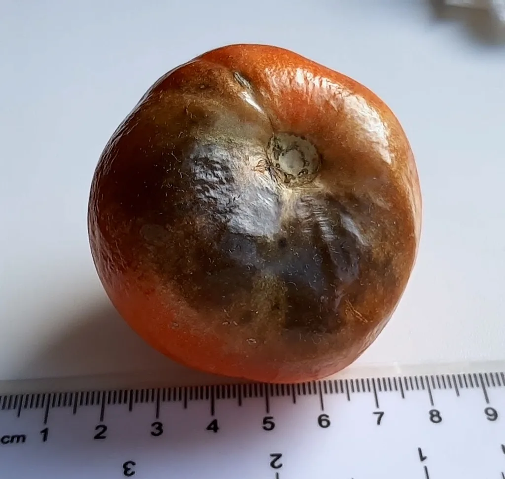Photograph of late blight