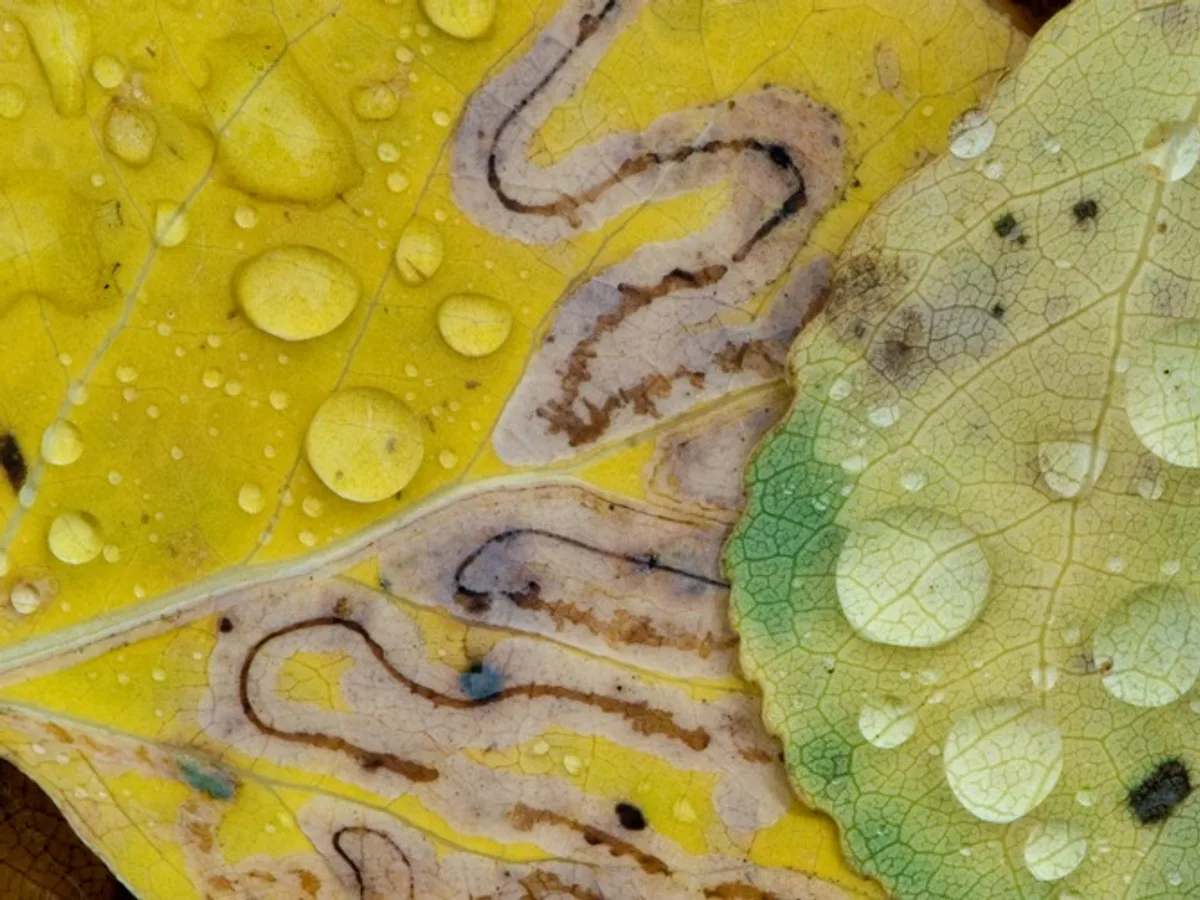 Serpentine leaf miner trail inside a leaf