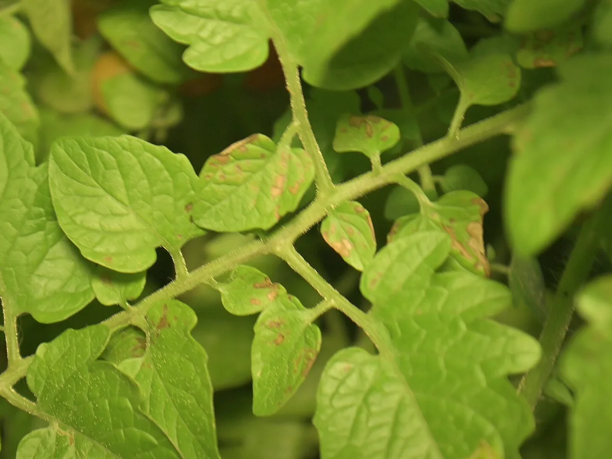 Septoria leaf spot lesions on a tomato leaf