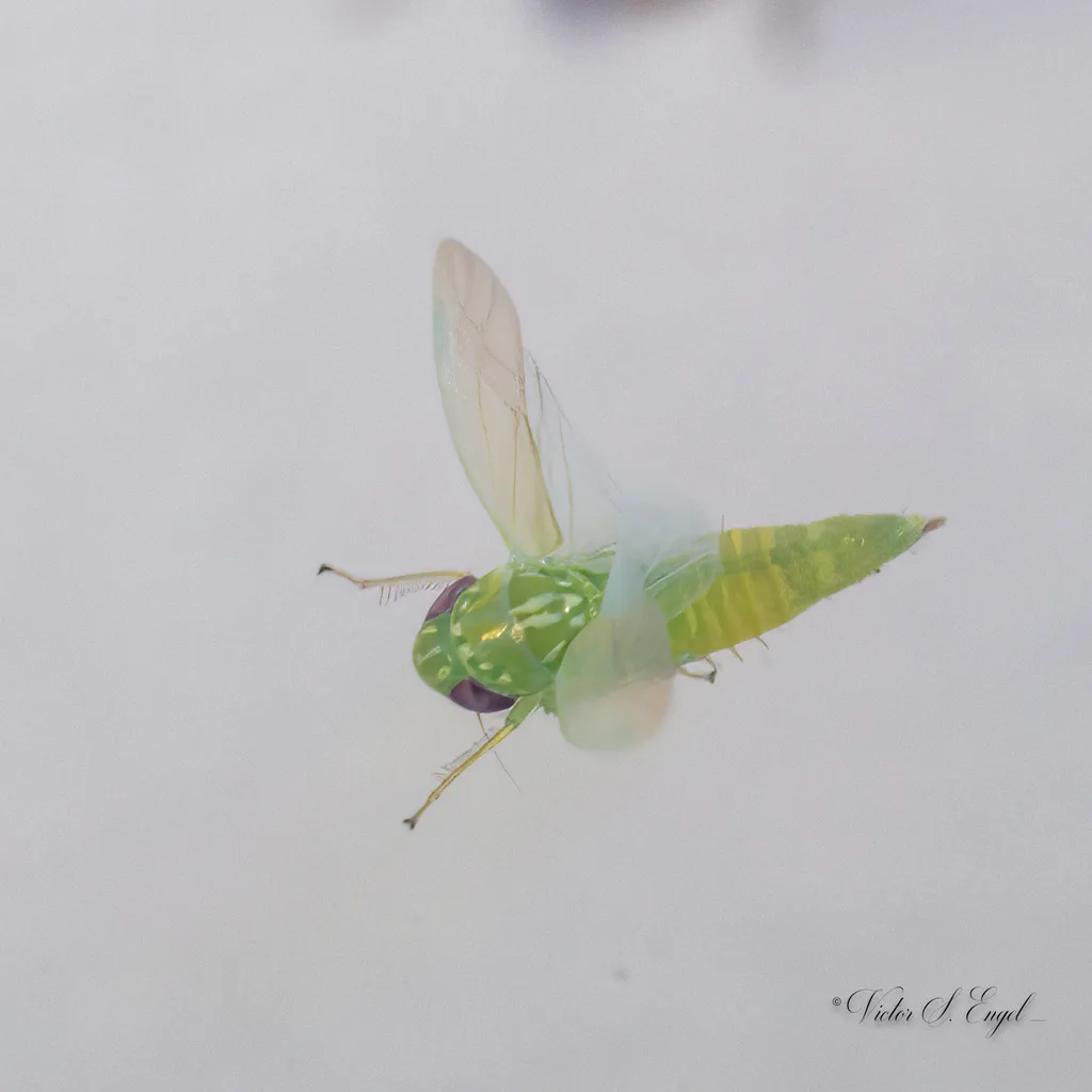 Photograph of leafhoppers