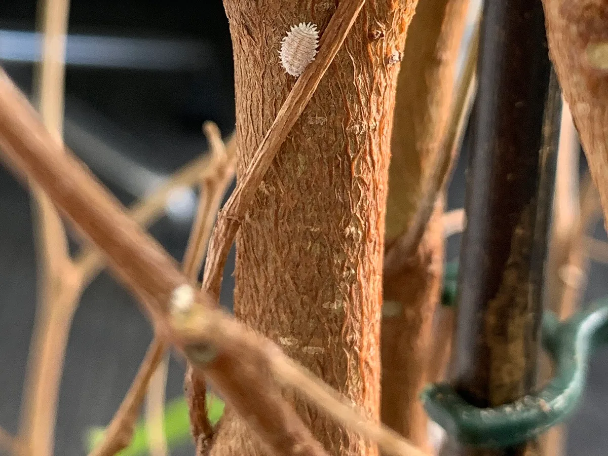 Citrus mealybugs in white cottony wax on a stem