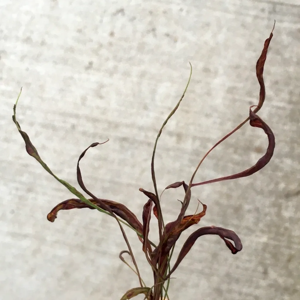Photograph of mosaic virus