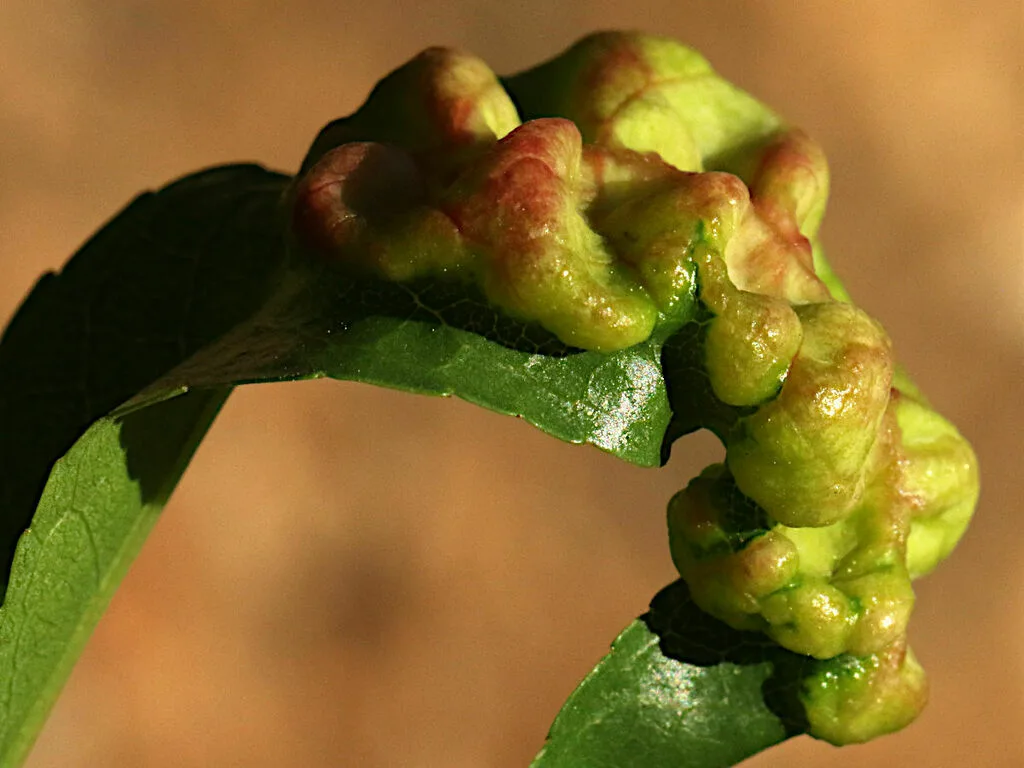 Photograph of peach leaf curl