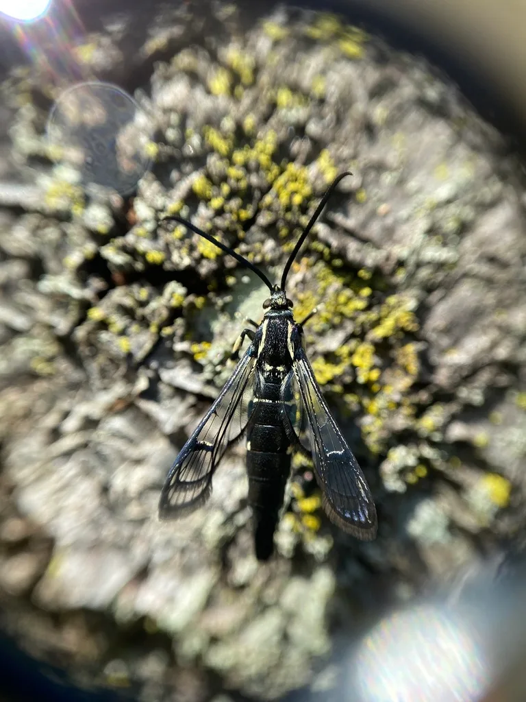 Photograph of peachtree borer