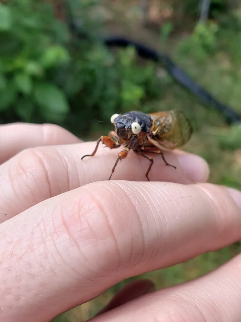 Photograph of periodical cicada