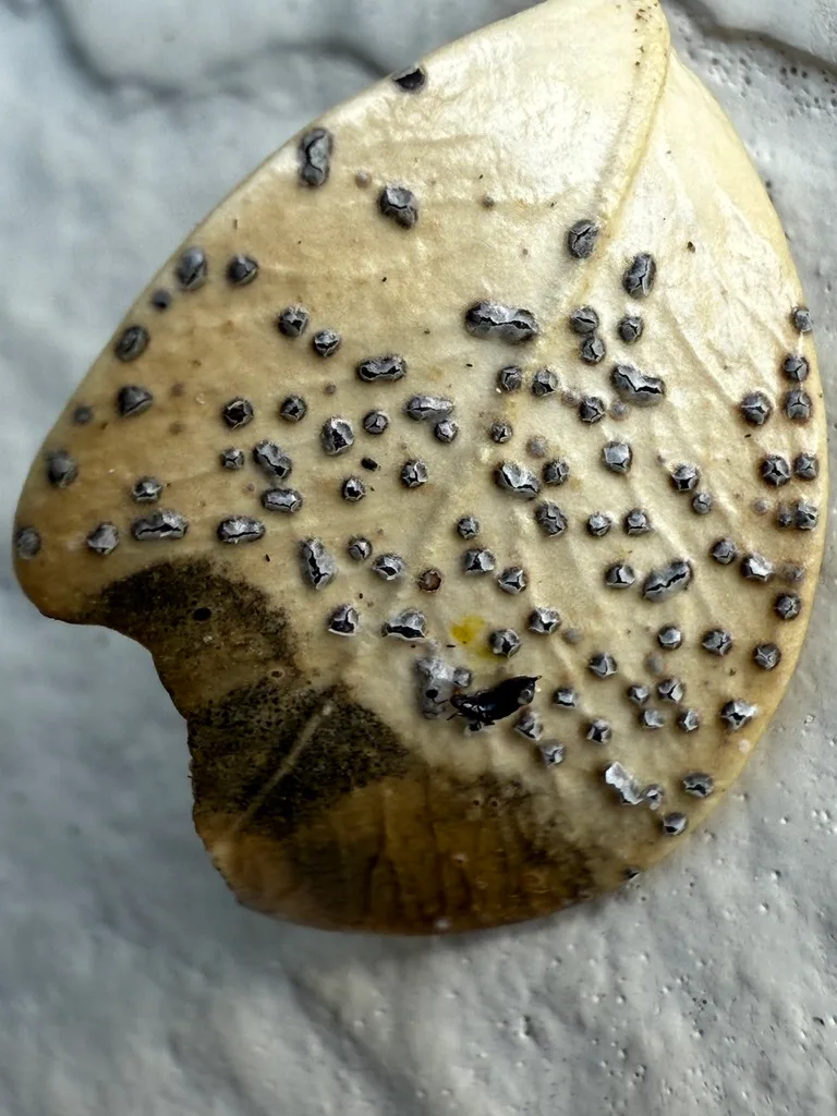 Photograph of phomopsis blight