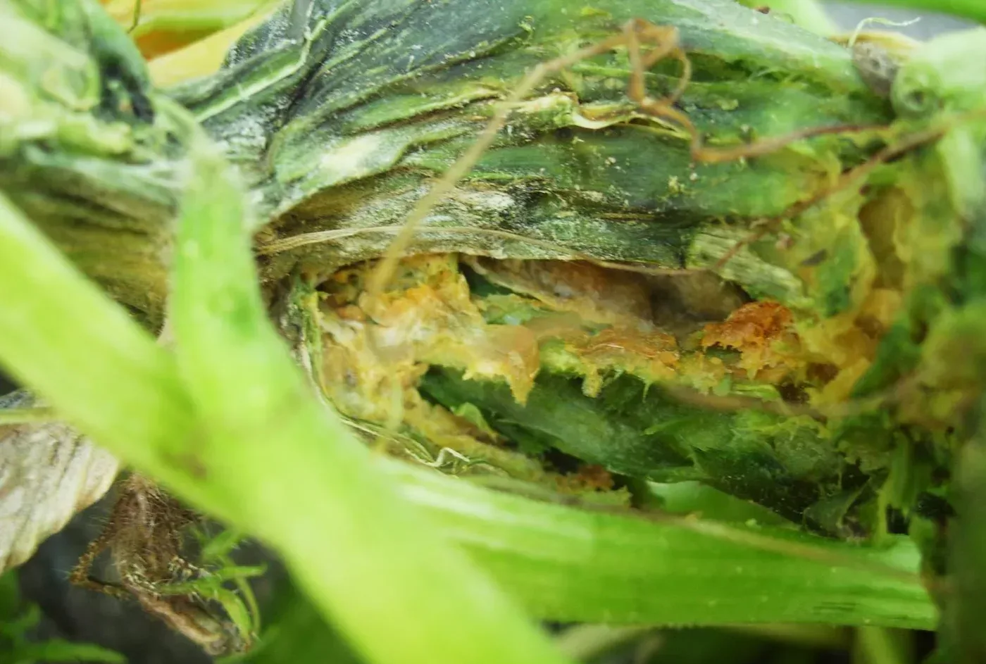 Photograph of phytophthora blight