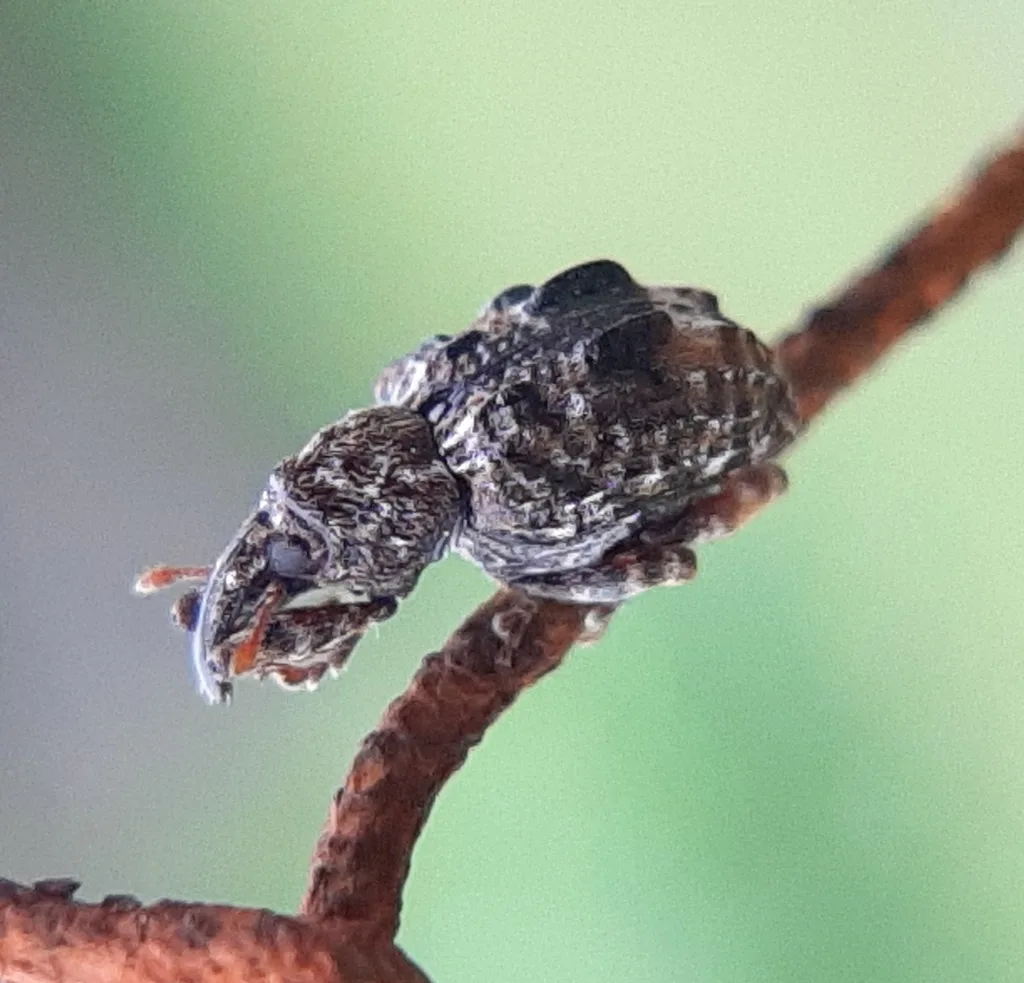Photograph of plum curculio