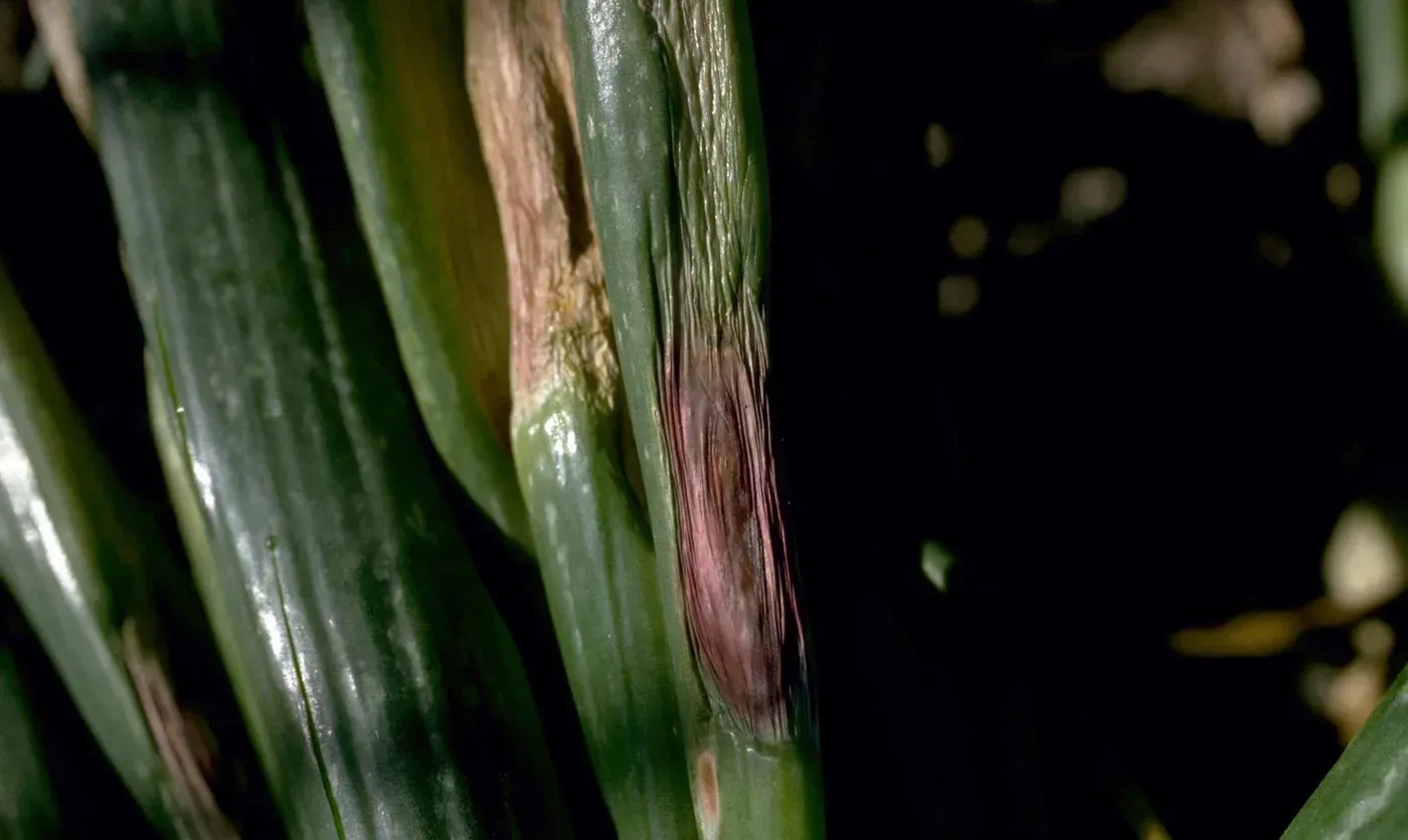 Photograph of purple blotch