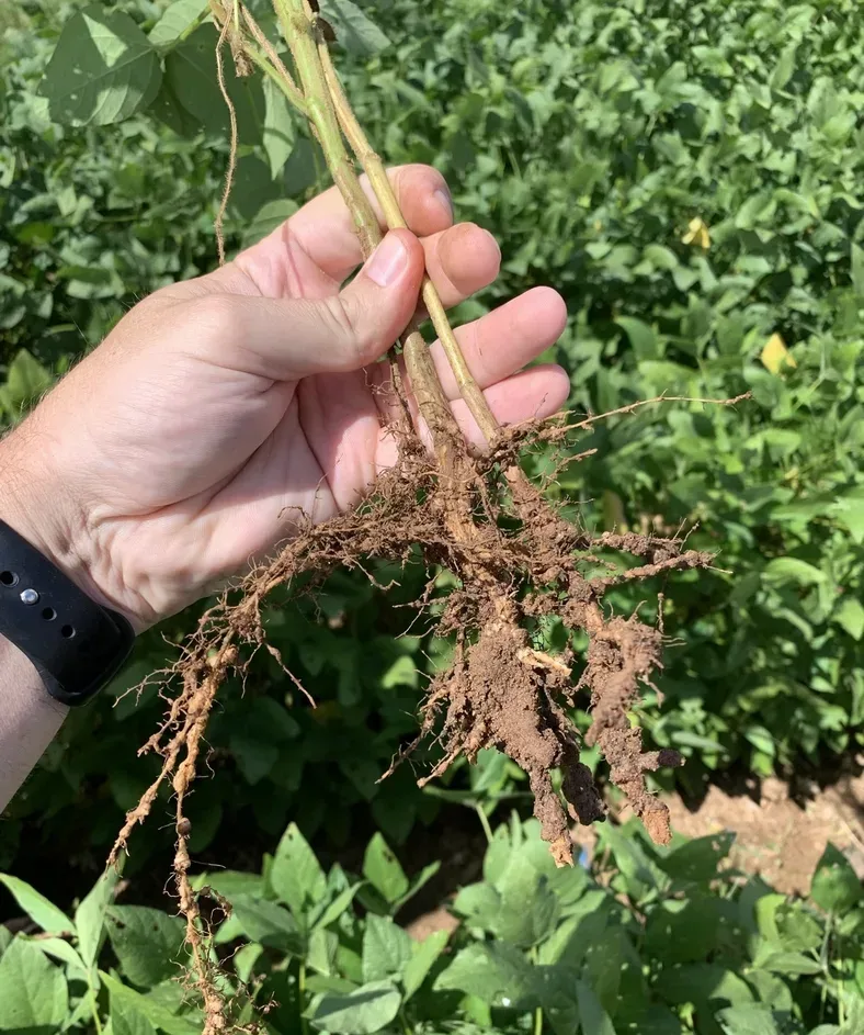 Photograph of root knot nematodes