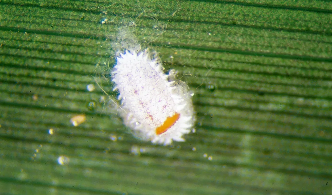 Photograph of root mealybugs