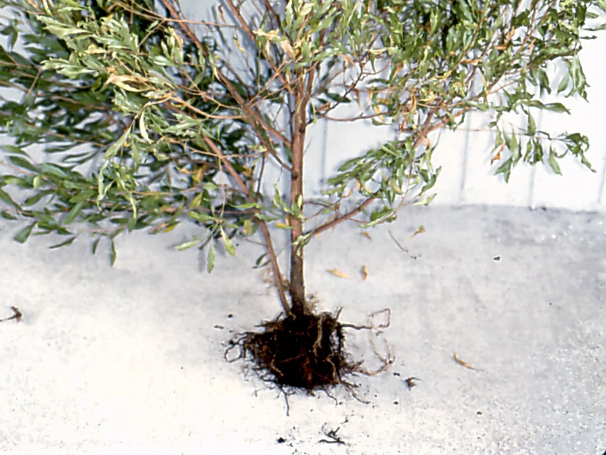 Shrub dead from root rot with its root system exposed