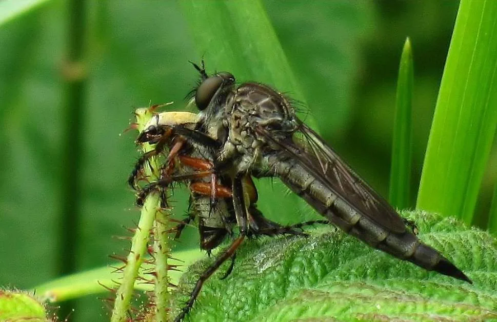 Photograph of rose chafer