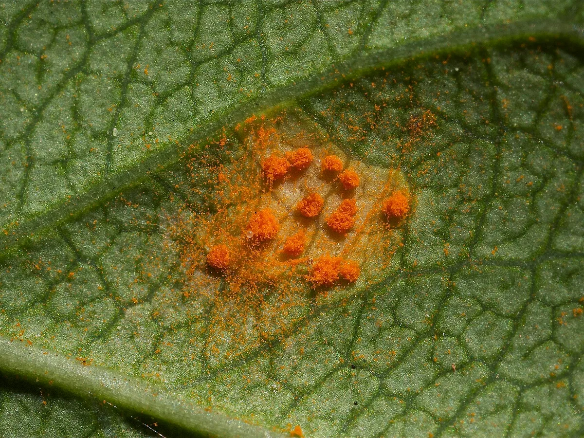 Orange rust pustules on the underside of a rose leaf