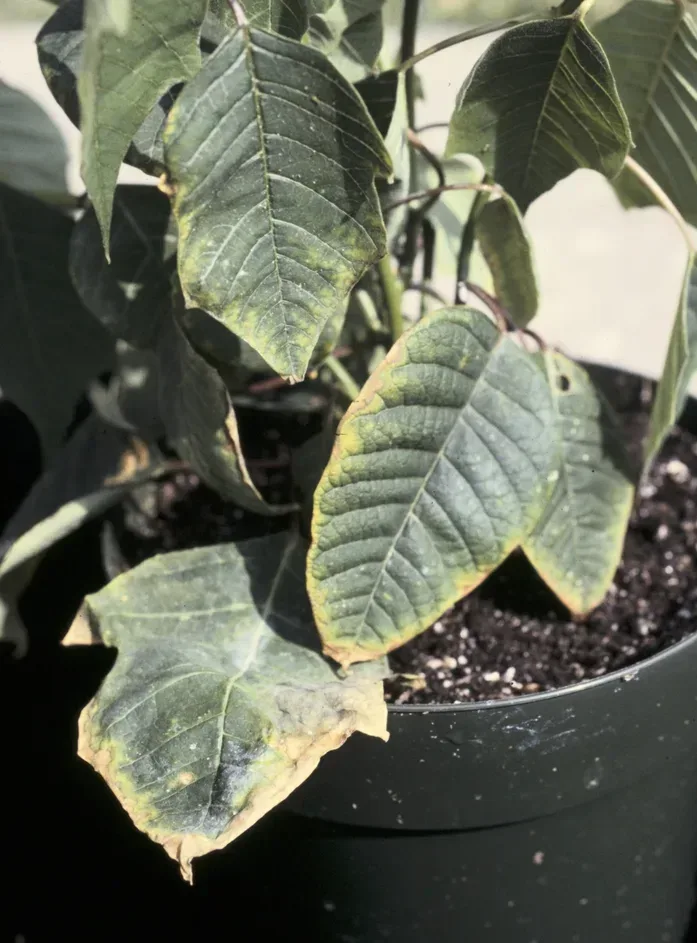 Potted poinsettia leaves scorched brown and bleached along the margins from fertilizer salt burn.