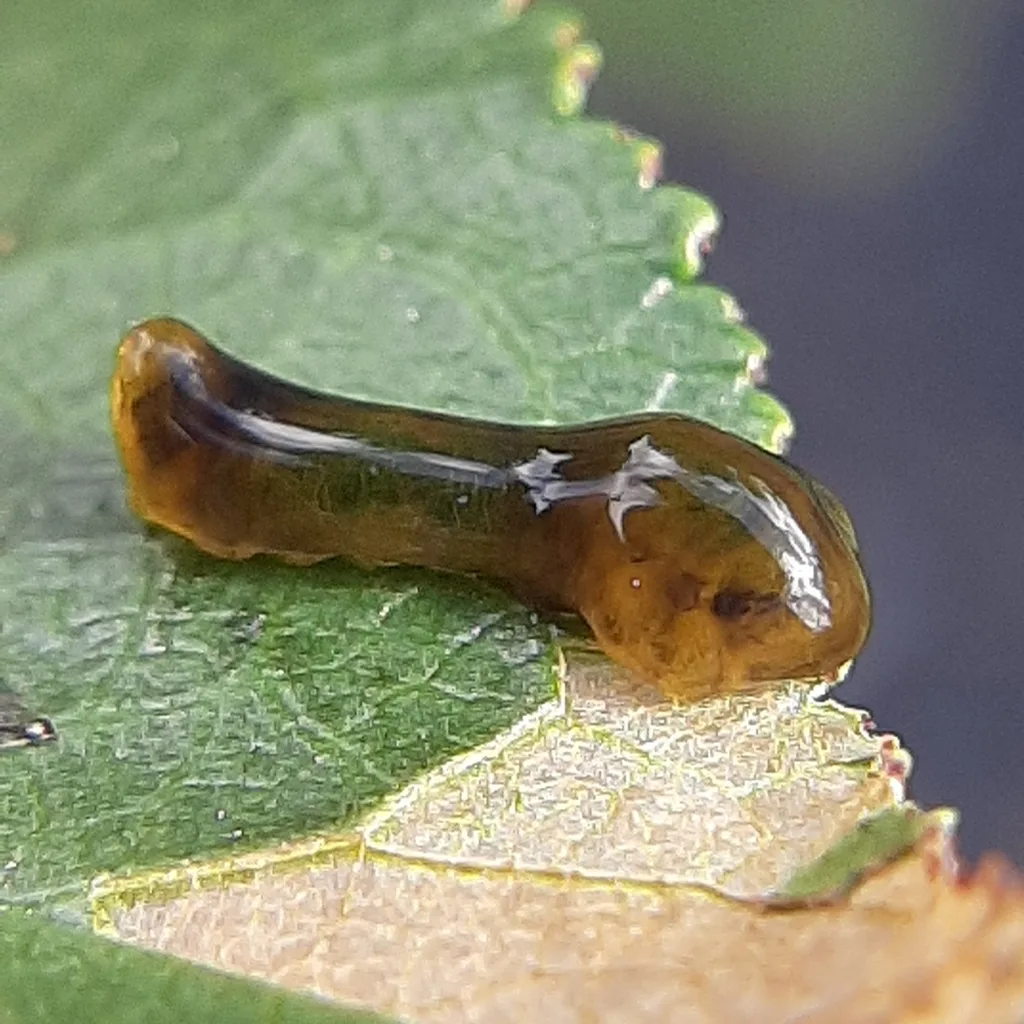 Photograph of sawflies