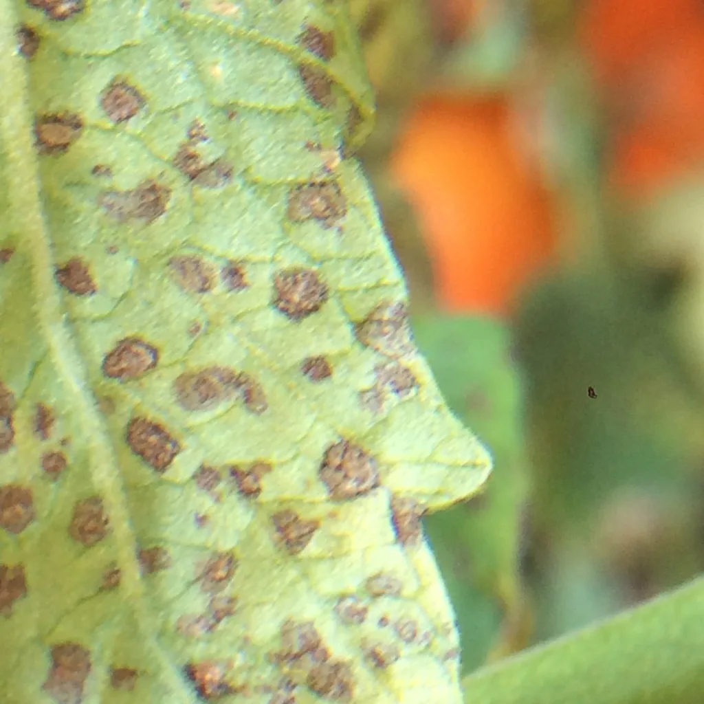 Photograph of septoria leaf spot