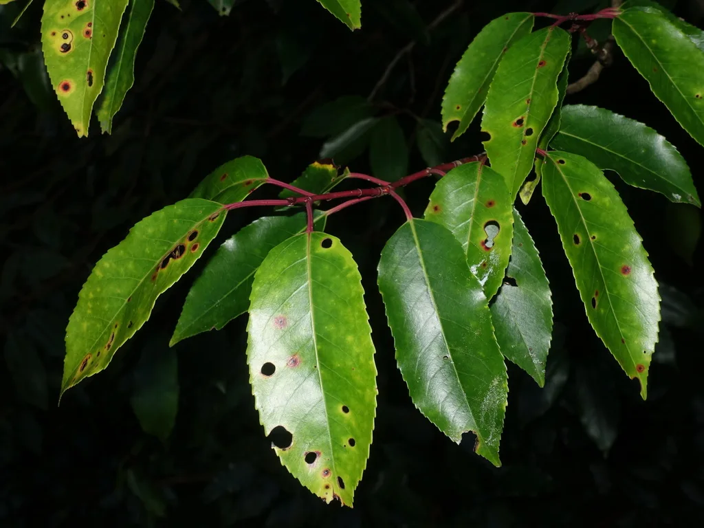 Photograph of shot hole