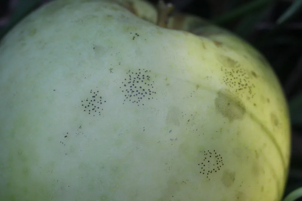 Photograph of sooty blotch and flyspeck