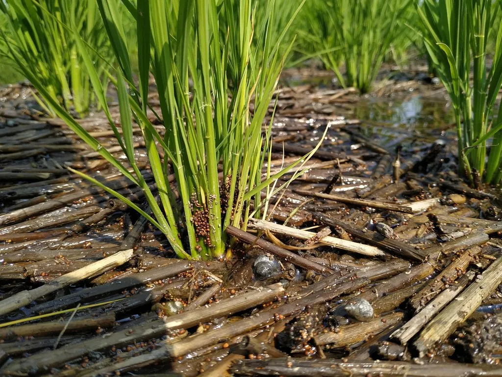 Photograph of southern blight