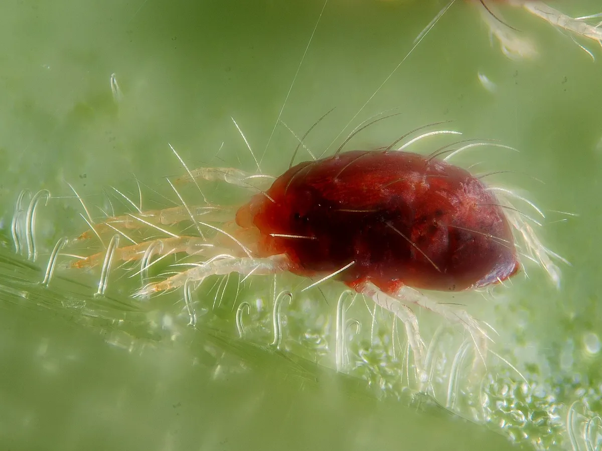 Two-spotted spider mite among silk threads, magnified