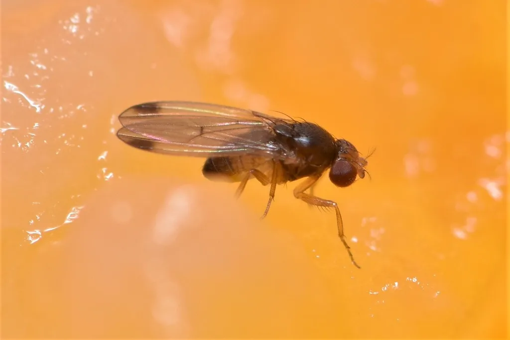 Photograph of spotted wing drosophila