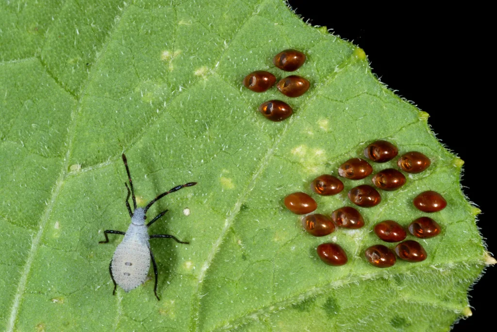 Photograph of squash bug