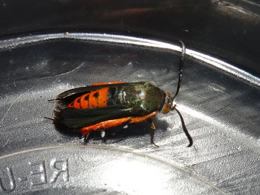 Photograph of squash vine borer
