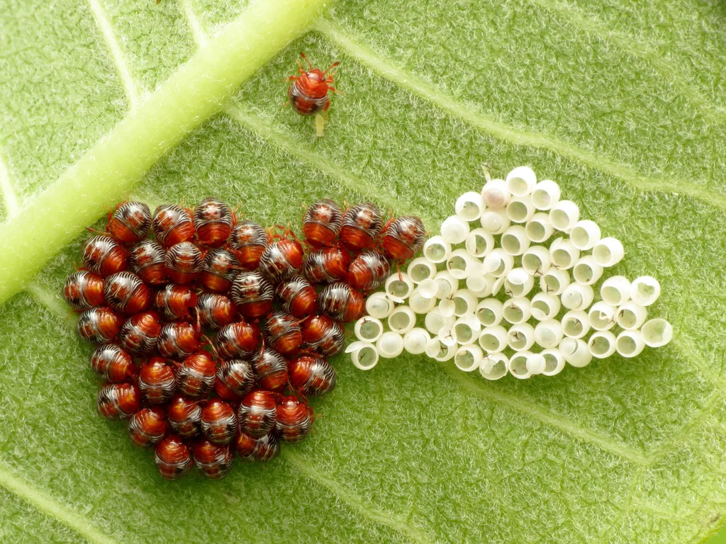 Photograph of stink bugs
