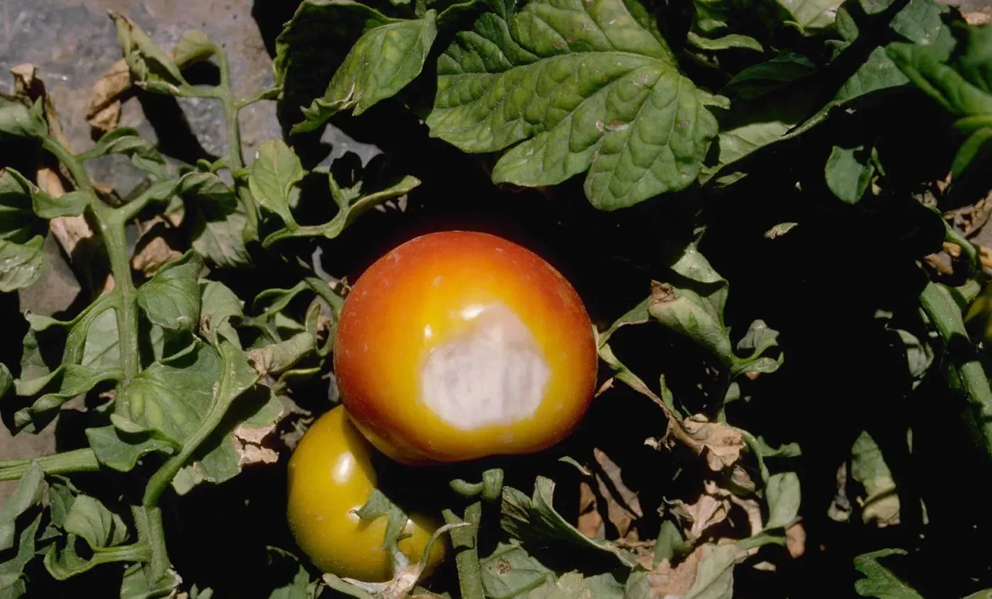 A tomato on the plant with a large bleached, sunken, papery white patch on the sun-exposed side.