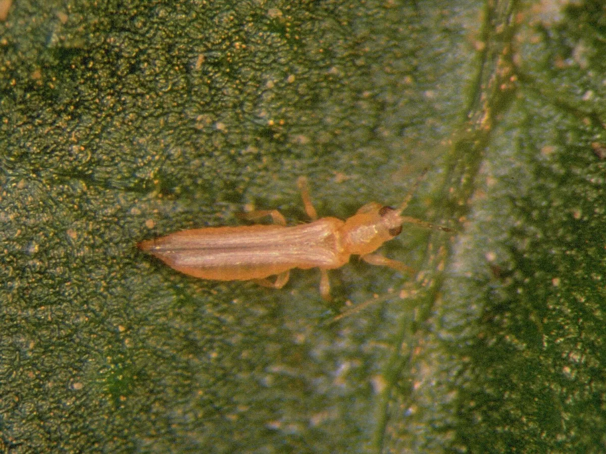 Western flower thrips on a leaf, magnified